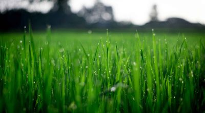 Sistem irigare gazon