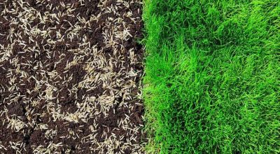 Cand se seamana gazonul?