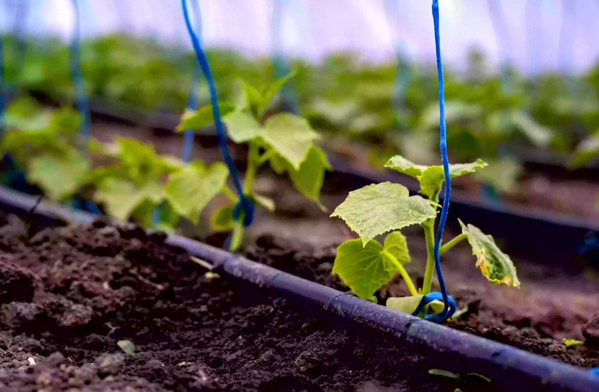 Montare furtun picurare