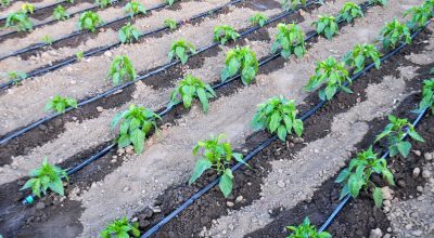 Schema irigare prin picurare, ghid vizual simplu